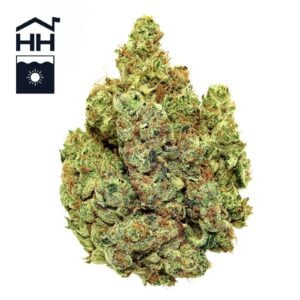 3.5g | Dayglow | Harbor House